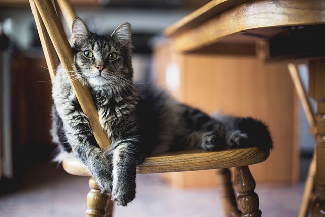 【理由】なぜ一人暮らしで猫を飼うのがかわいそうと思うのか