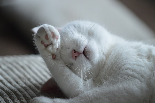 一人暮らしで猫にストレスや不安を感じさせない方法5つ