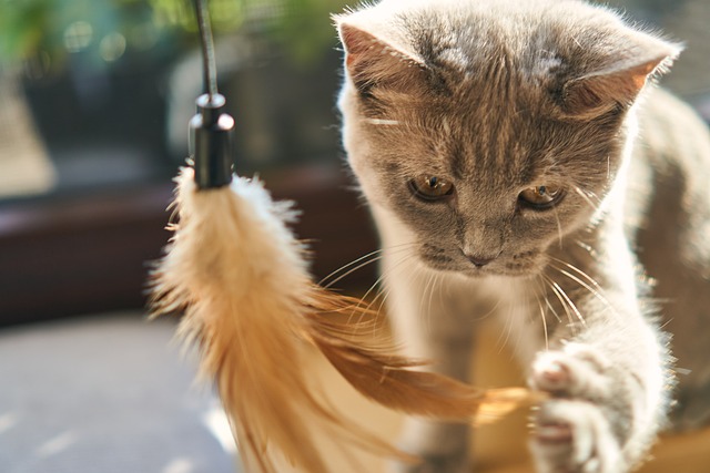 【後悔しないために】猫を飼う前に知っておくこと7つ