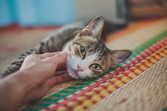 一人暮らしで猫を飼うのはかわいそう?